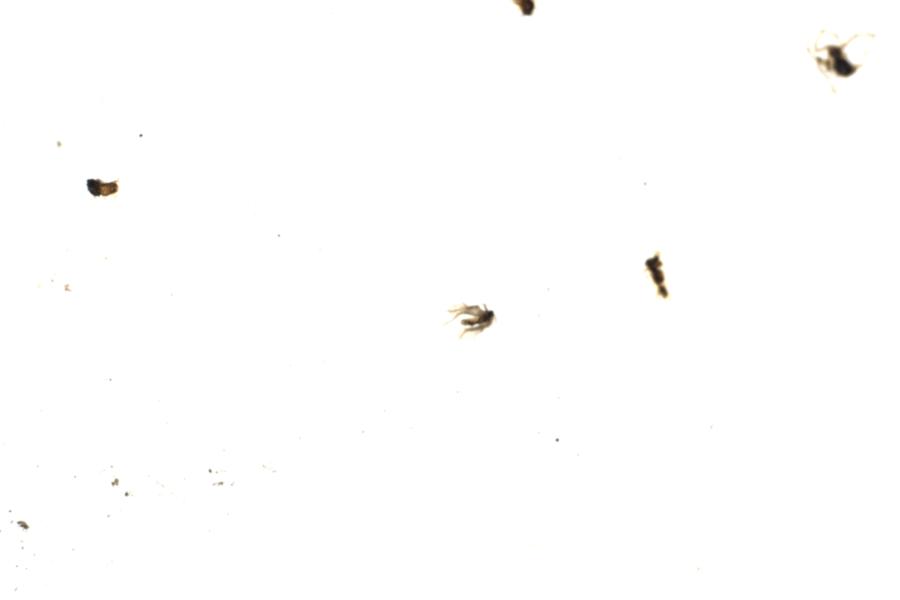 Image 50